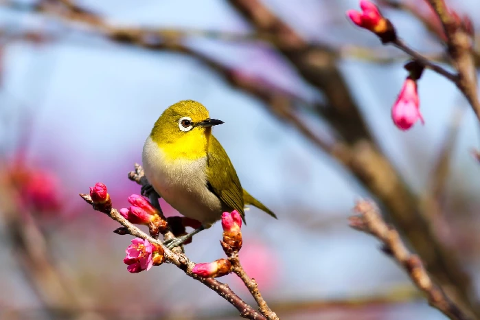 A bird’s heart beats 400 times per minute while resting and up to 1000 beats per minute while flying.