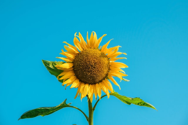 WORLD'S TALLEST SUNFLOWER REACHES 30 FEET AND 1 INCH.