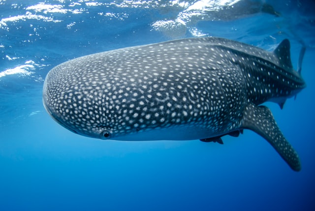 Different shark species reproduce in different ways. 