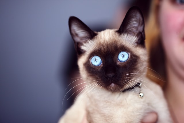 In dark,Cats can see 6 time better than humans